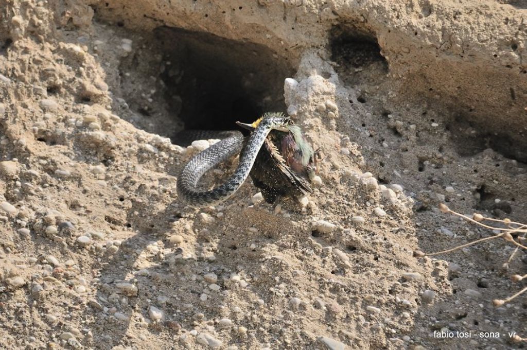 Il caparbio: predazione di biacco (foto-racconto)